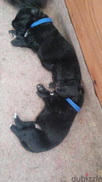 Special German Shepherd puppies. Ready for new home on 28June 5