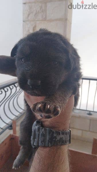 Special German Shepherd puppies. Ready for new home on 28June 6