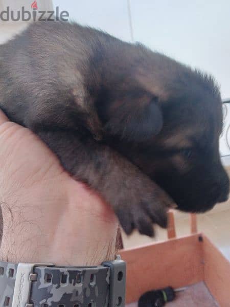 Special German Shepherd puppies. Ready for new home on 28June 8