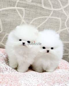 VACCINATED PAIR OF POMERANIAN PUPPIES FOR ADOPTION