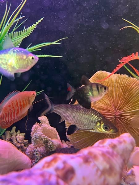 aquarium with fish + stand 8