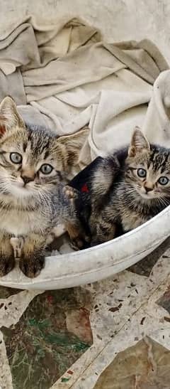 FREE kittens for Adoption(للتبني)