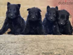 royal black puppies