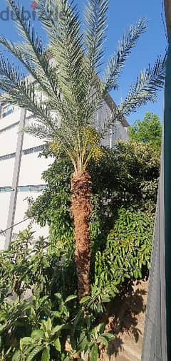 Palm tree for sell