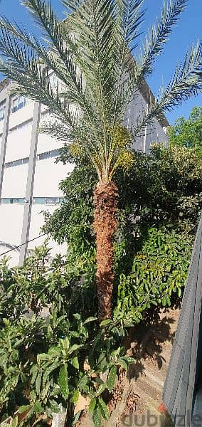 Palm tree for sell 2