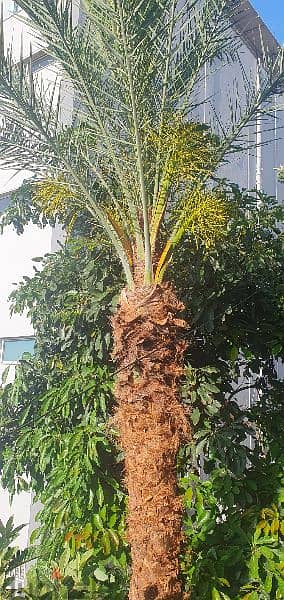 Palm tree for sell 3