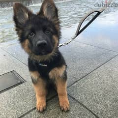 German Shepherd Puppy Delivery Available