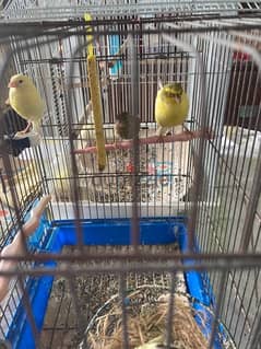5 canard for sale male and femal and kids