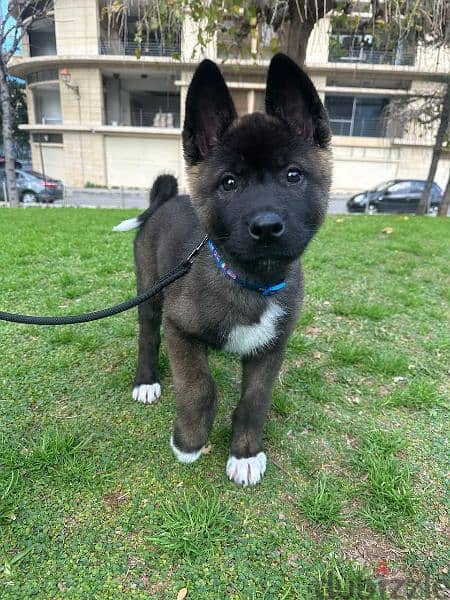 American akita 0