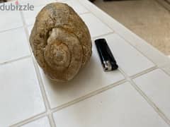 Gastropod shell fossil