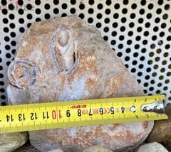 Mineralized seashell fossil