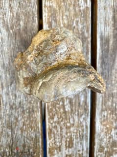 Oyster fossil with preserved nacre