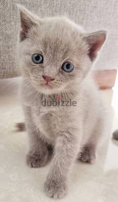 British Shorthair Male Kitten