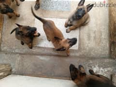 dog trainer obidiance attack تدريب كلاب