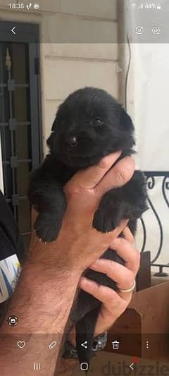 Special German Shepherd puppies. Ready for new home on 28June