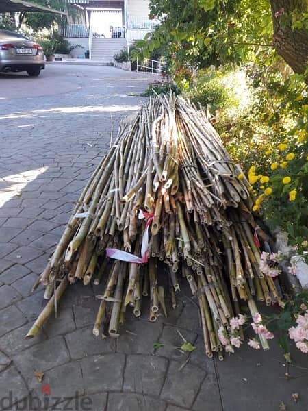 قصب للخيم و للزينة في بيروت)bamboo rolls in beirut 7