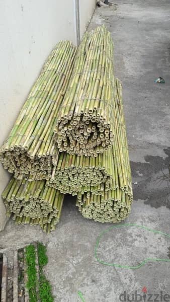 قصب للخيم و للزينة في بيروت)bamboo rolls in beirut 8