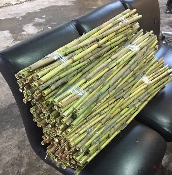 قصب للخيم و للزينة في بيروت)bamboo rolls in beirut 10