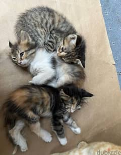 very cute kittens for adoption
