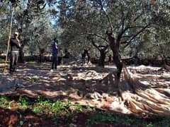 Olive trees Land