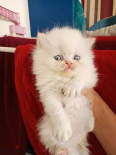 pure himalayen cats 2.5 months