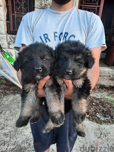 Rottweiler and German Shepherd puppiesجراوي روتوايلر و الراعي الألماني 3
