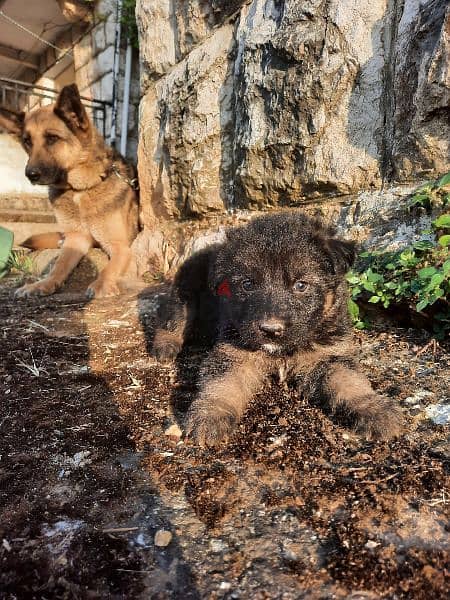 Rottweiler and German Shepherd puppiesجراوي روتوايلر و الراعي الألماني 4