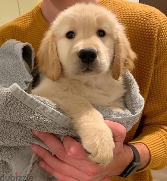 Golden Retriever Puppy 0