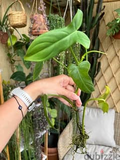 Philodendron Bipennifolium rooted cutting
