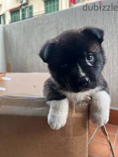 Chow Chow and Akita mix puppy