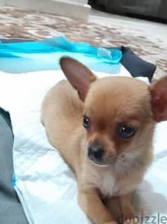 Chihuahua Teacup puppy 400$