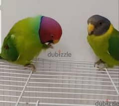 Friendly Tamed Pair Headed Parakeet Parrot ببغاء بلام هيد