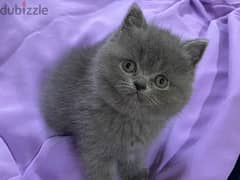 Persian & British shorthair kittens