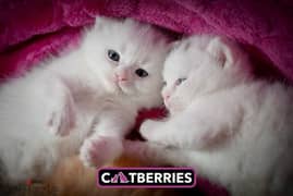 british white color kittens