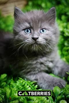 british long hair kitten