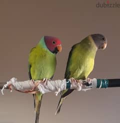 2 Friendly Tamed Headed Parakeet Parrot Male and Female ببغاء بلام هيد