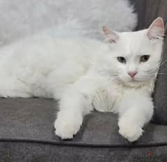 male angora cat for adoption