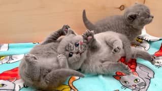 kittens scottish