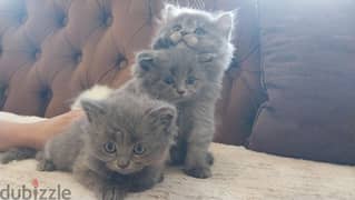 males and females little cute kittens