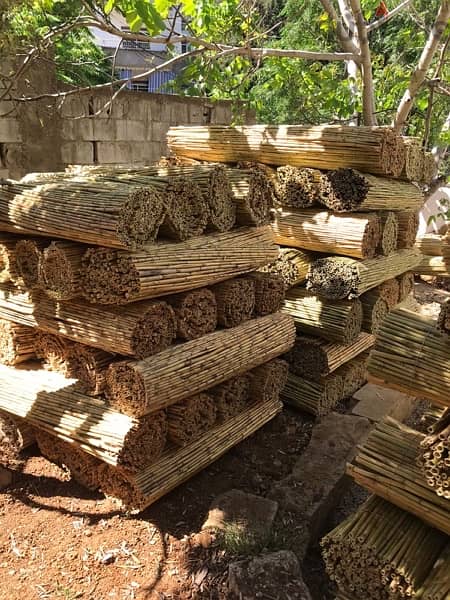 قصب للخيم و للزينة في بيروت)bamboo rolls in beirut 14