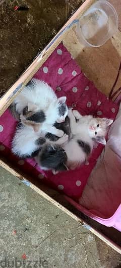 Unwanted Kittens ( Mixed Gender Cats ).