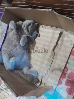 قطة سكوتش انثى مع فرخ للبيع  في طرابلس عمر سنة