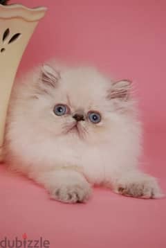 Persian Peke Face Delivery Available