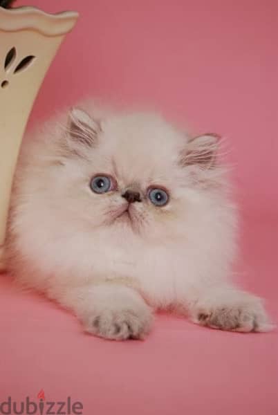 Persian Peke Face Delivery Available 0