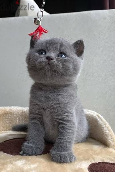 British Shorthair Kitten