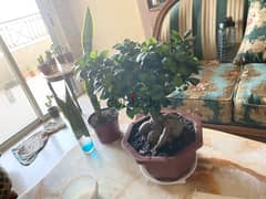 bonsai ginseng bushy and healthy
