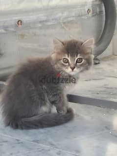 kitten for sale britich and scottich fold