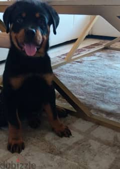 rottweiler male 3 months old full vaccine putty training + big cage