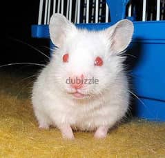 baby white syrian hamster