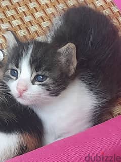kittens need home